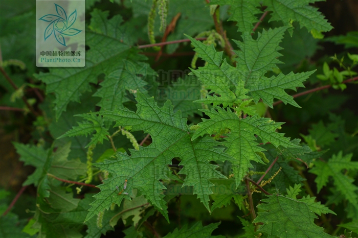 p>台湾蝎子草是荨麻科蝎子草属植物/p>