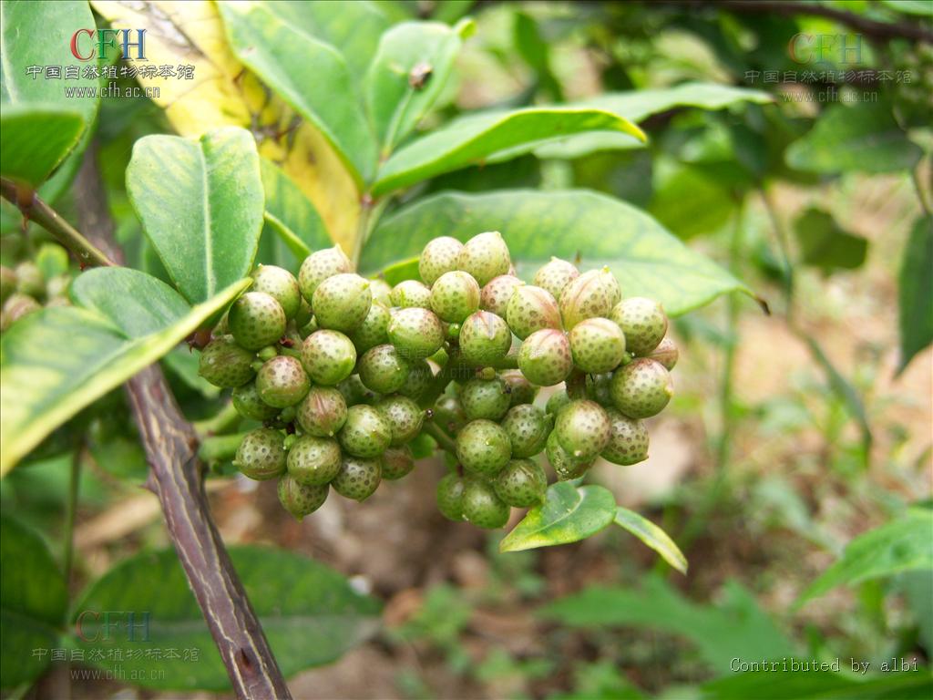  p>木质 a href="#">藤本 /a>,幼时为 a href="#">灌木 /a>状;茎枝着