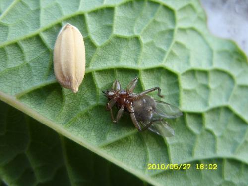 同时,不论是白天还是黑夜,它都在鸽子身上爬行吸血,干扰了