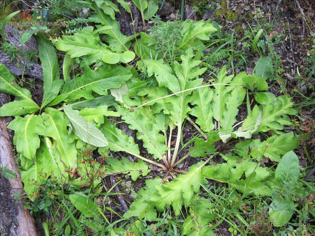 为菊科植物川木香 i>vladimiria souliei( franch.