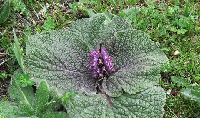  p>独一味属(学名:lamiophlomis kudo)是 a target="_blank" href="