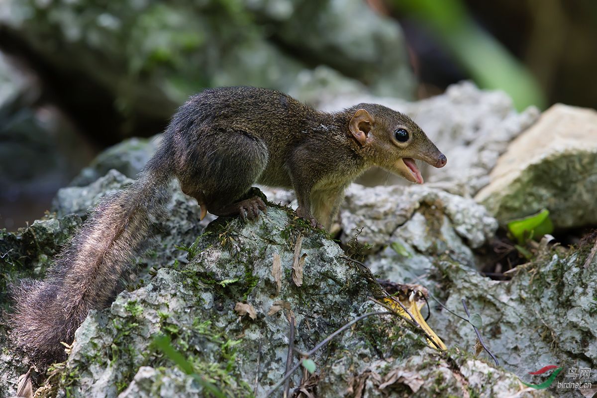  p>树鼩(学名: i>tupaia belangeri /i>)是树鼩科树鼩属动物.