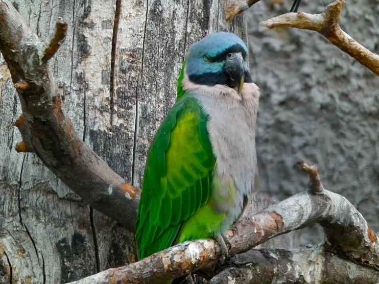  p>德拜鹦鹉(学名: i>psittacula derbiana /i>)是典型的 a target="