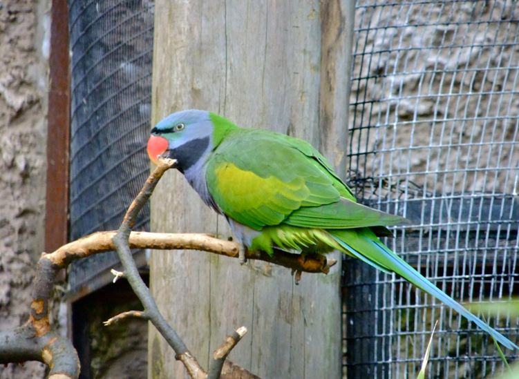  p>德拜鹦鹉(学名: i>psittacula derbiana /i>)是典型的 a target="