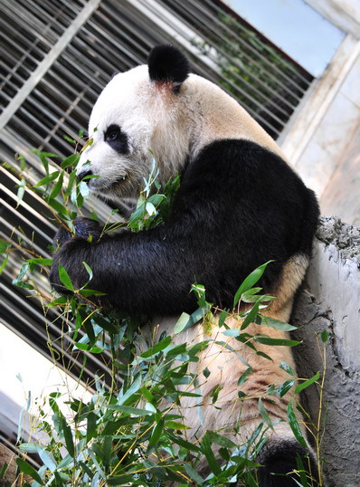  p>福州熊猫世界,又名海峡( a target="_blank" href="/item/福州