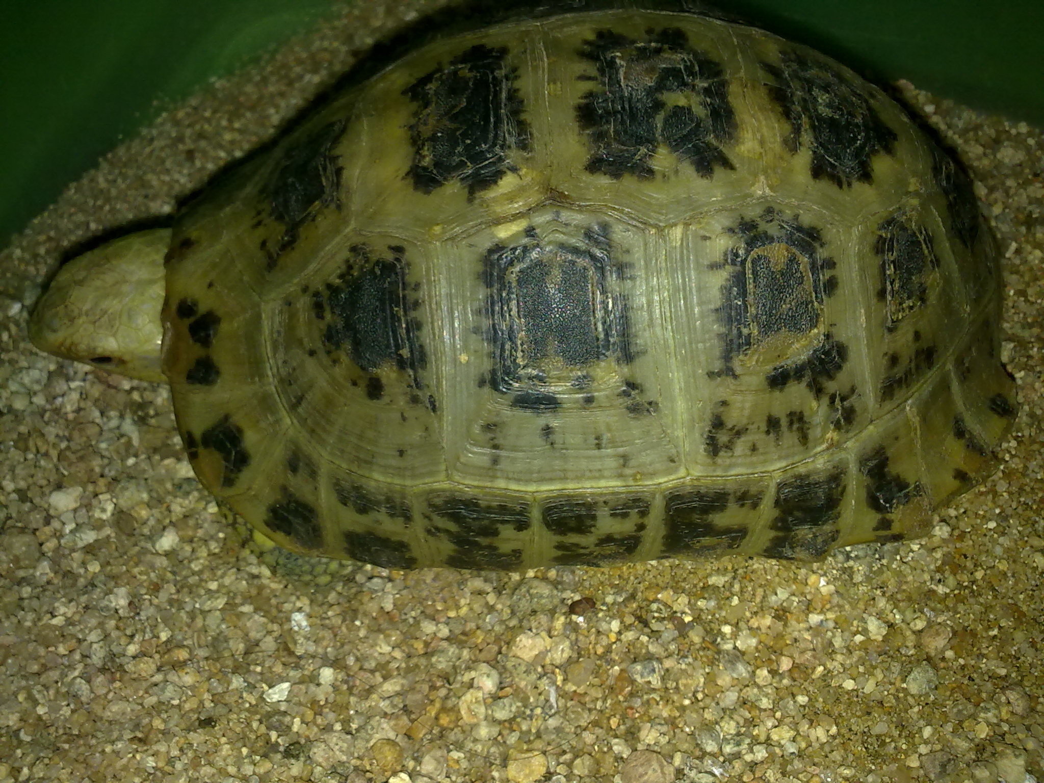  p>缅甸陆龟(学名: i>indotestudo elongata /i>)是陆龟科,印度陆龟属