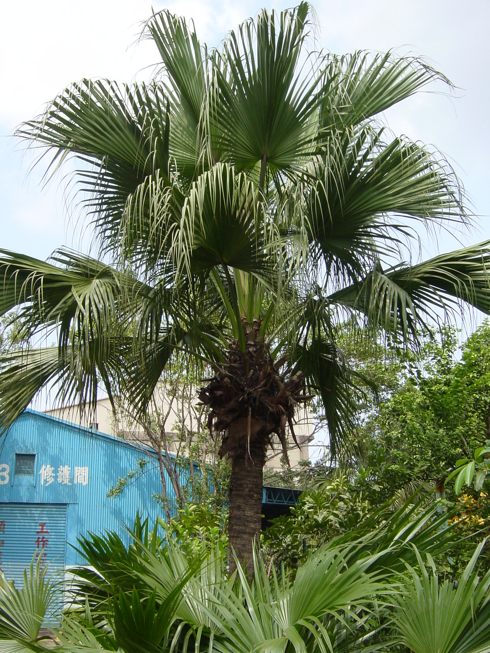  p>蒲葵(拉丁学名: i>livistona chinensis (jacq.)  /i>r. br.