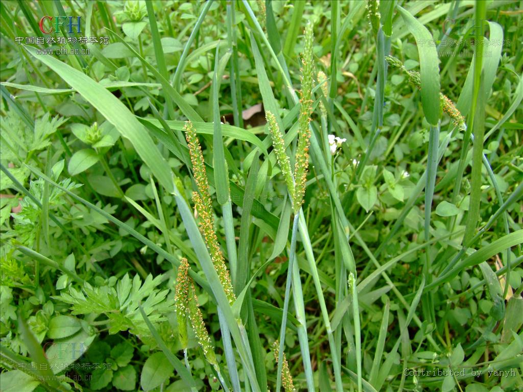  p>看麦娘属学名为 alopecurus,根据植物学大辞典的解释,希腊字