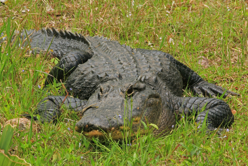 alligator mississippiensis