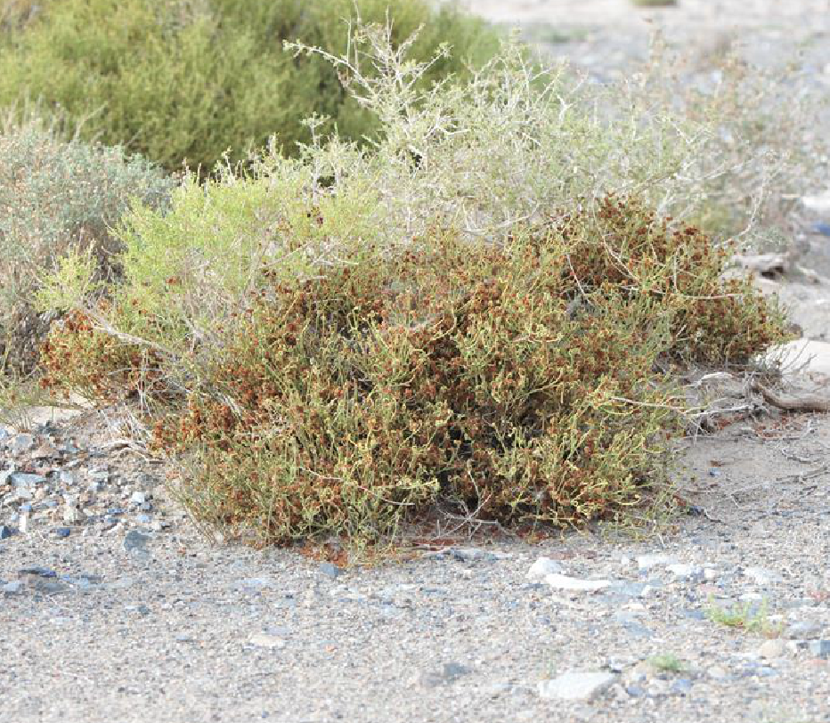  p>膜果麻黄(学名: i>ephedra przewalskii /i> stapf)是麻黄科麻黄属