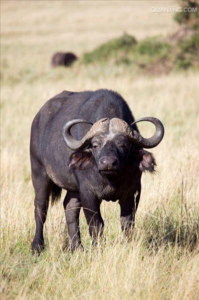 非洲水牛