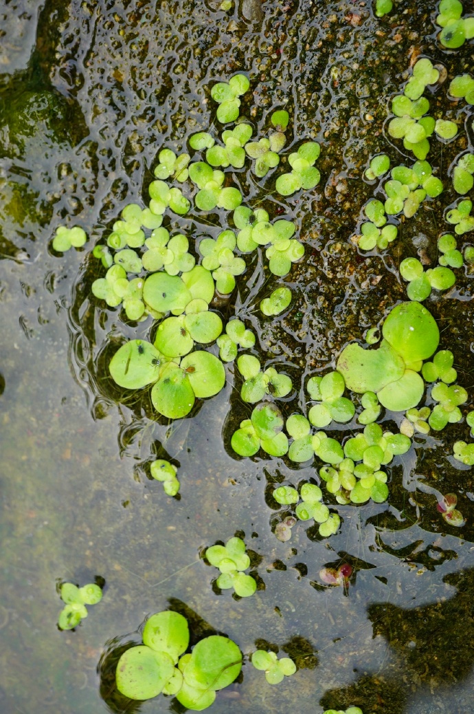 wimmer)是浮萍科,芜萍属飘浮 a target="_blank" href="/item/草本