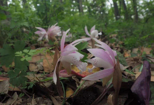独花兰（兰科独花兰属植物）_百度百科