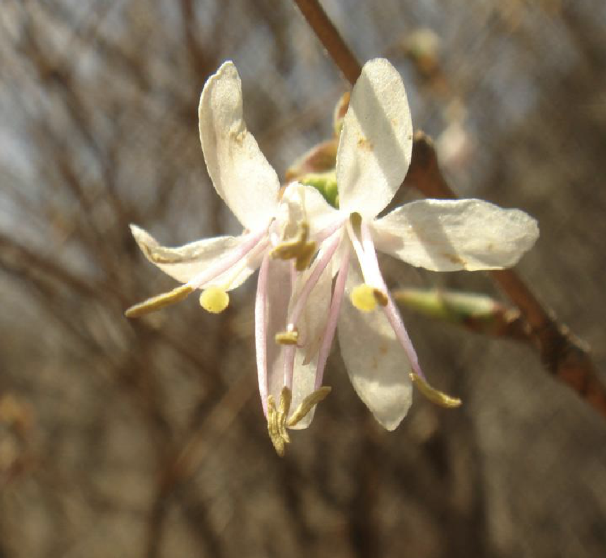  p>早花忍冬(学名: i>lonicera praeflorens  /i>batal.