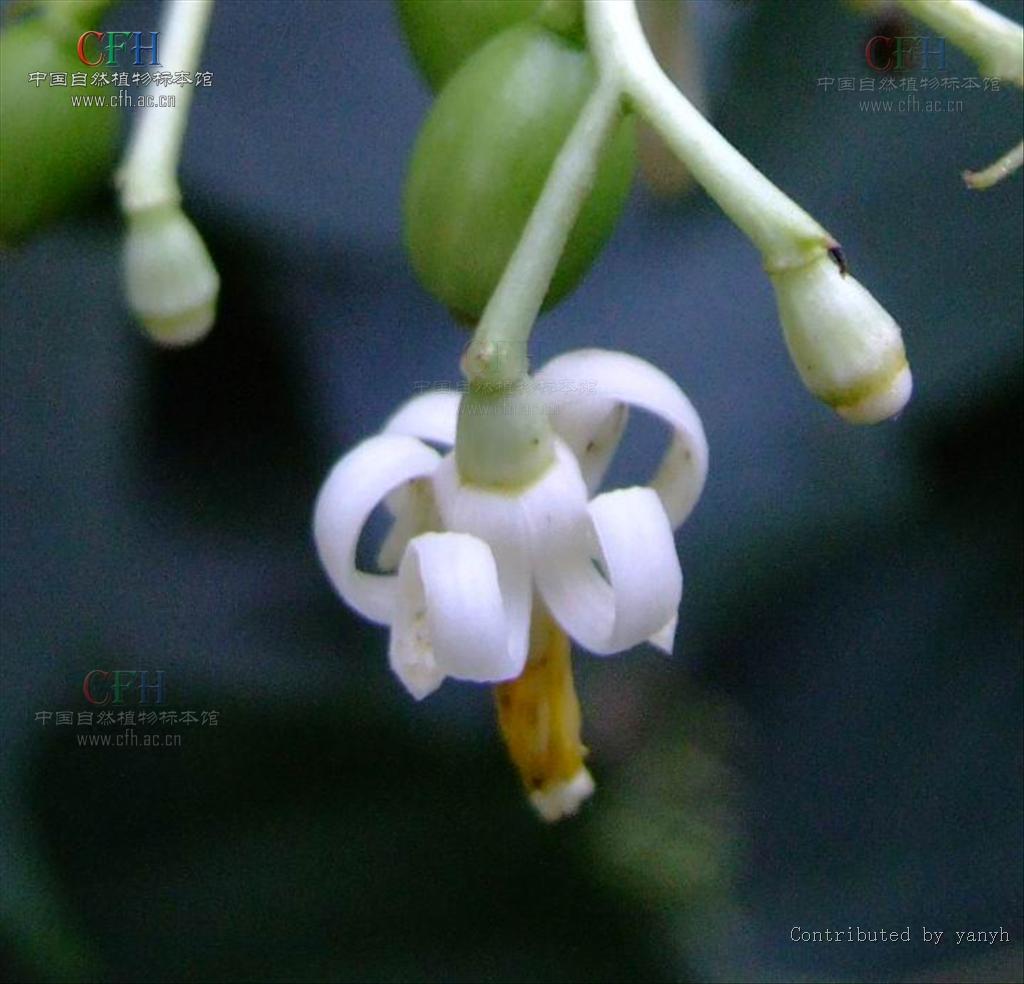  p>乔木或灌木;叶互生,单叶;花两性,排成腋生的 a href="#" data