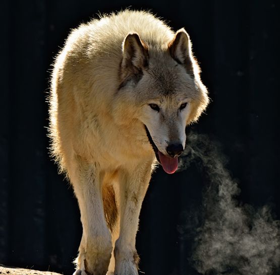  p>阿拉斯加内陆狼是体型很大的狼亚种,从鼻尖到 a target="_blank"