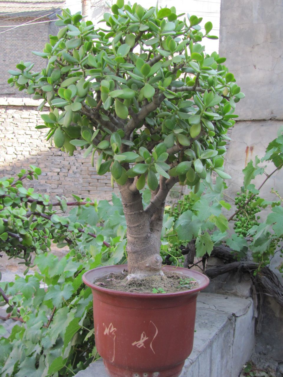 walp)是海桑科八宝树属植物,乔木;树皮褐灰色,有皱褶裂纹;板状根采貂