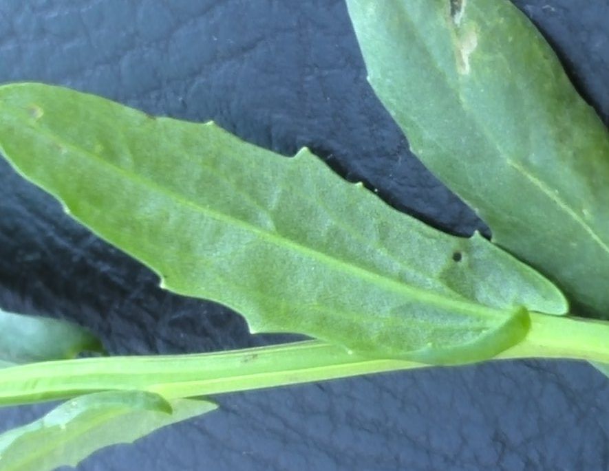  p>榆钱菠菜(学名: i>atriplex hortensis /i> l.