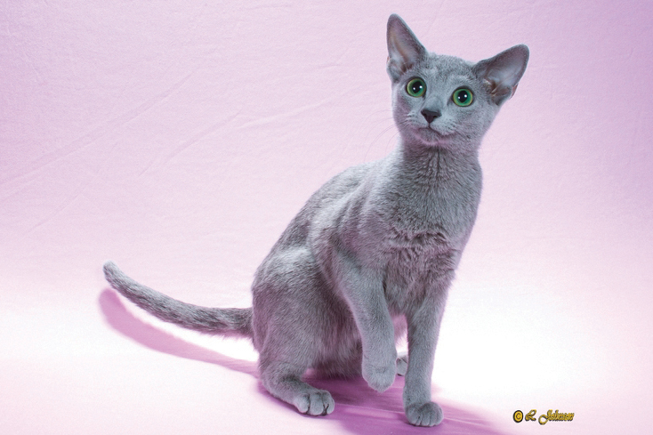 russian blue cat