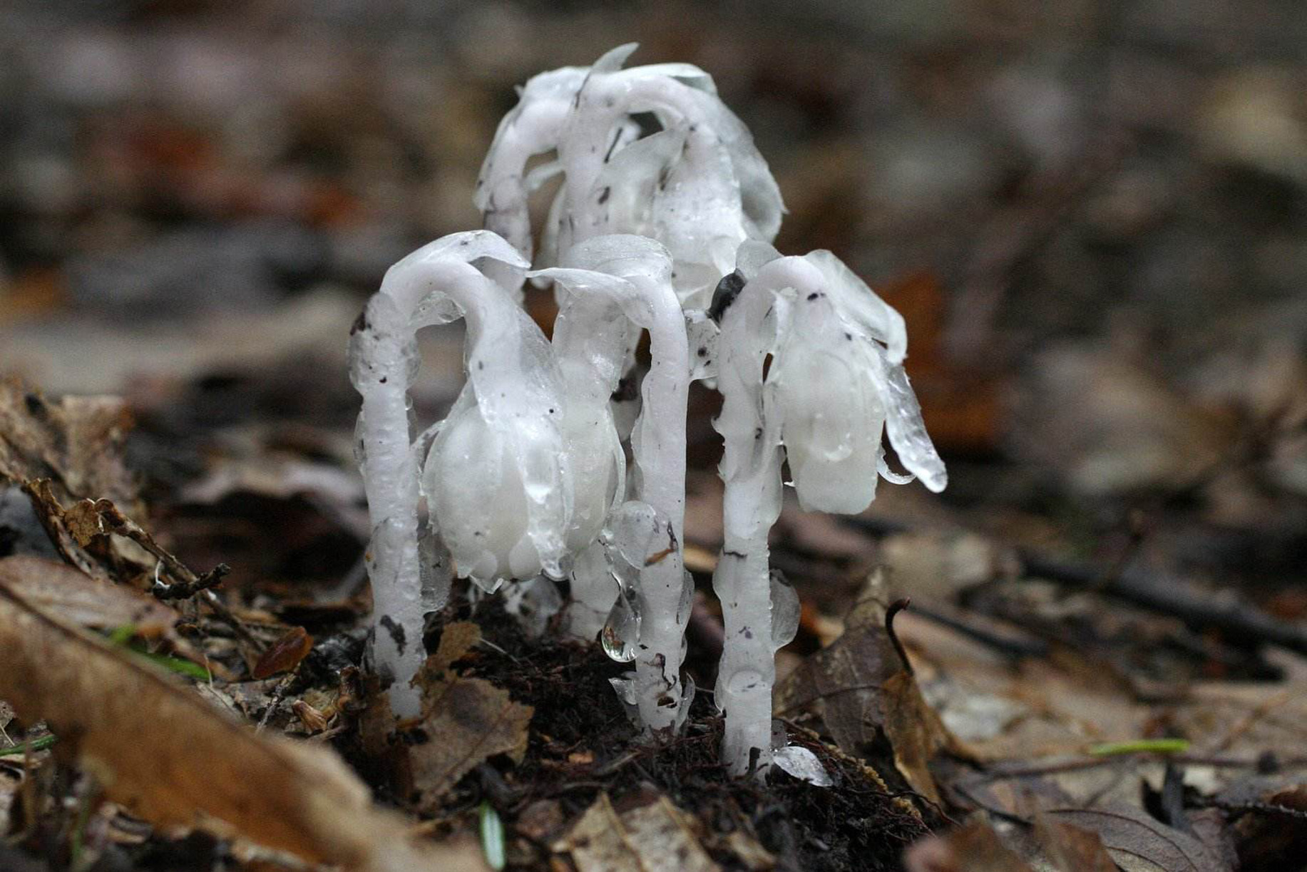 monotropa uniflora