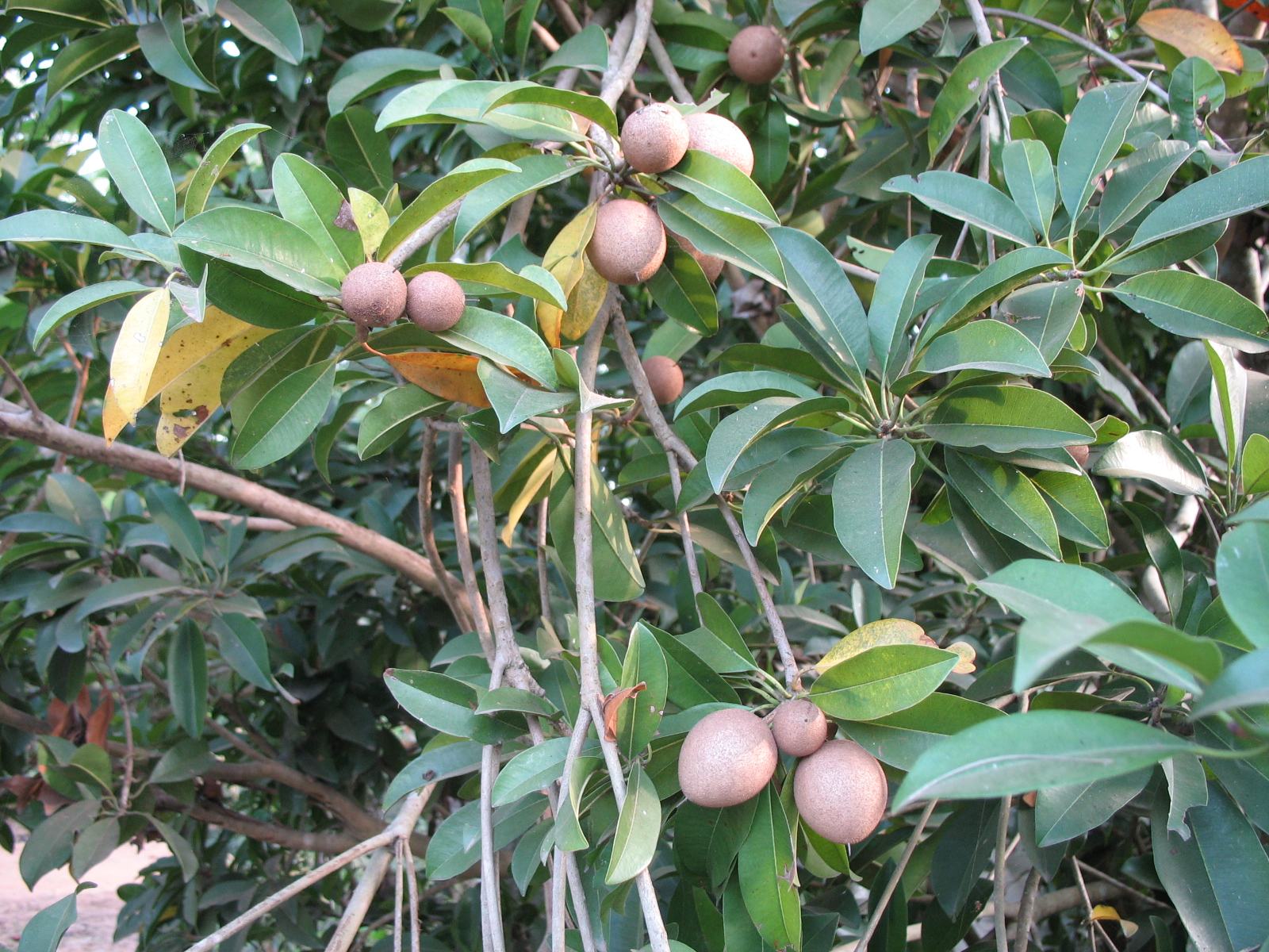  p>人心果(学名: i>manilkara zapota   /i>(linn.