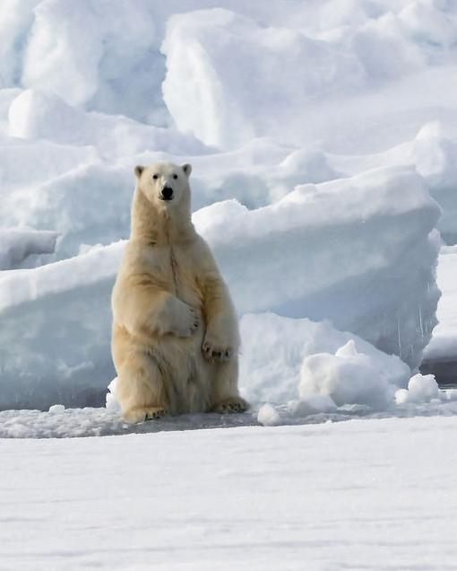  p>北极熊(拉丁学名: i>ursus maritimus /i>),是 a target="_blank"