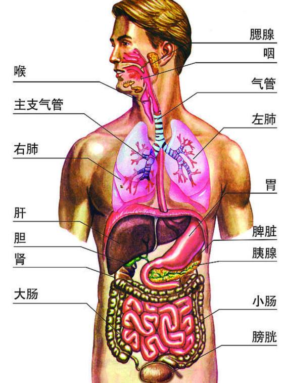 痕迹器官