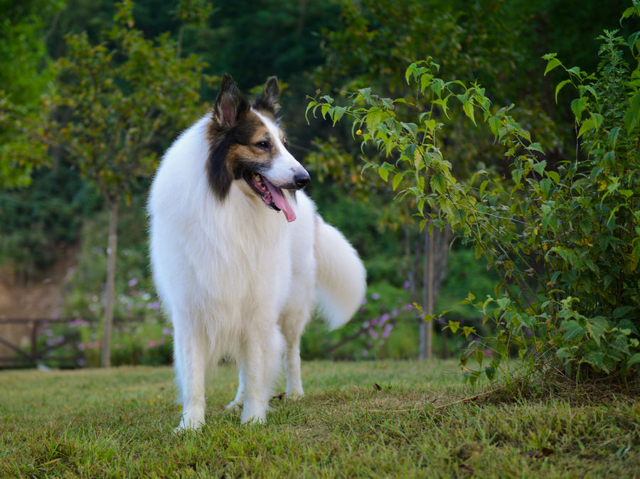 data-lemmaid="8264064">柯利牧羊犬 /a>,是一种起源于苏格兰的牧羊犬