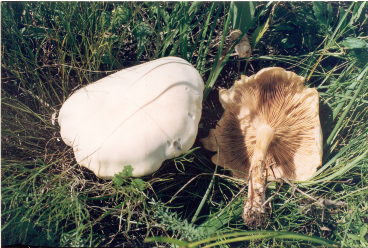 lepista irina (fr.) bigelow