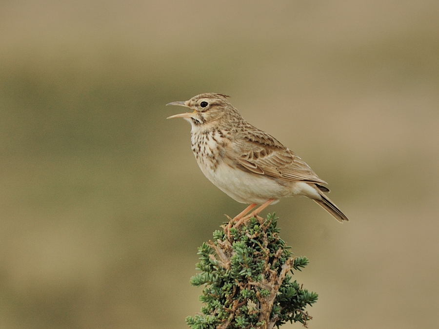 galerida cristata chendoola