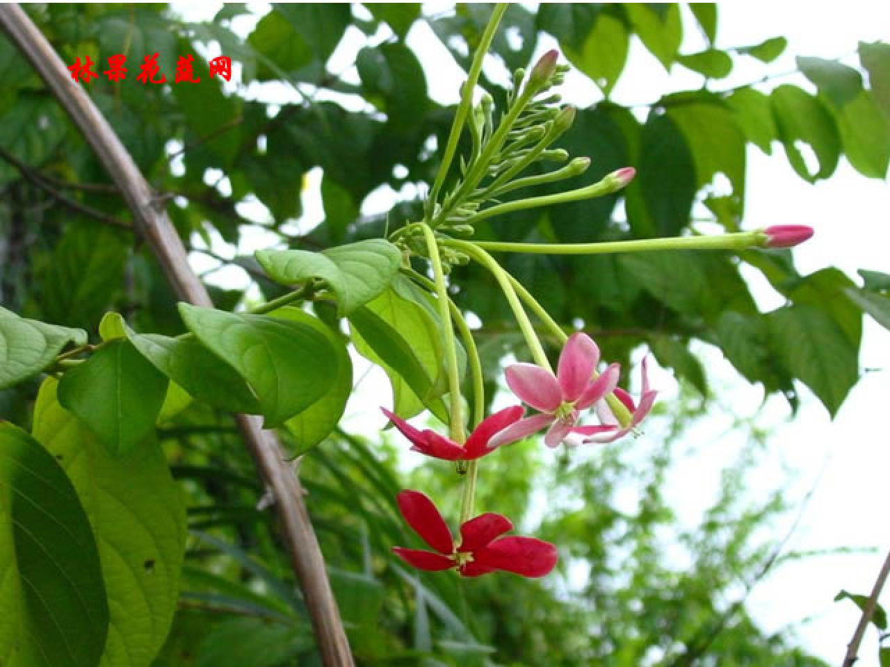  p> a href="#" data-lemmaid="1709416">榄形风车子 /a>,拉丁文名