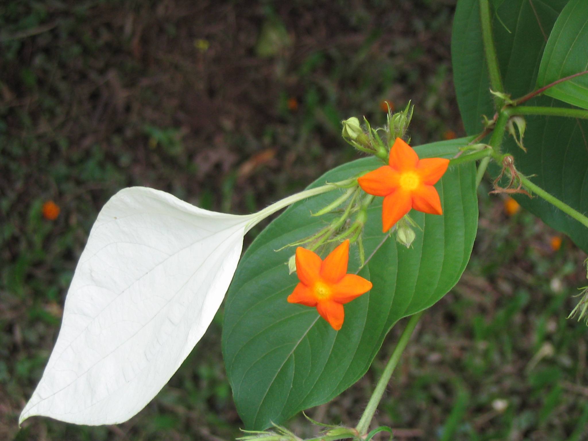 玉叶金花(玉叶金花图片)