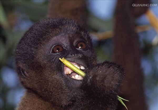 humboldts woolly monkey