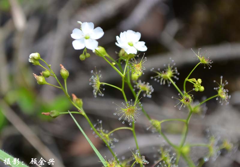  p>光萼茅膏菜(学名:drosera peltata smith var. glabrata y.z.