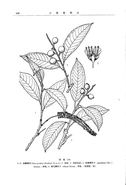  p>宿鳞稠李,是蔷薇科,稠李属的植物.