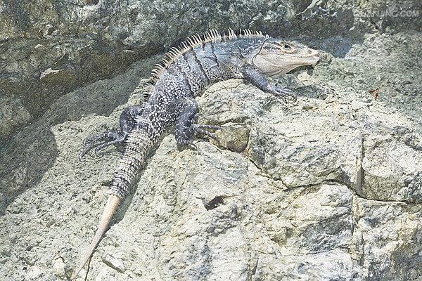 它们是刺尾鬣蜥属中最大的物种,也是陆上走动最快的蜥蜴. /p>