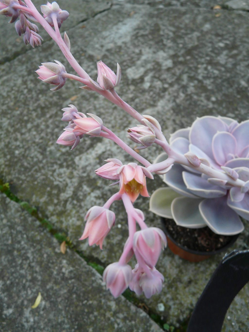  p>紫珍珠(echeveria perle von nürnberg) a target="_blank"