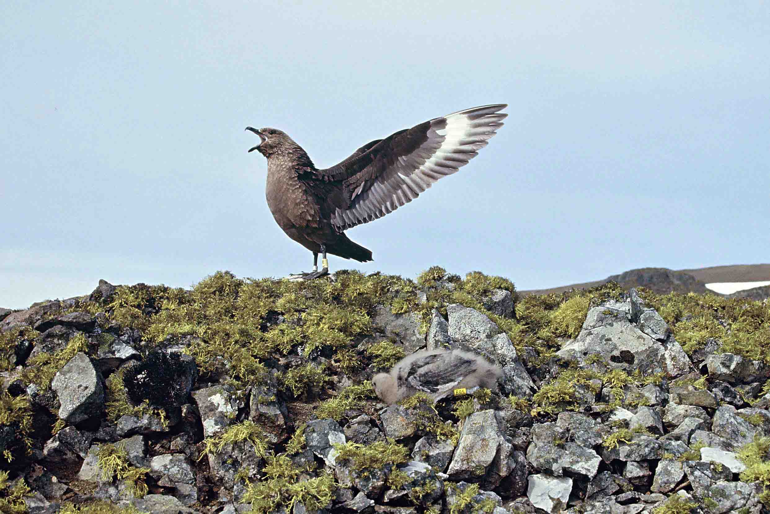 south polar skua