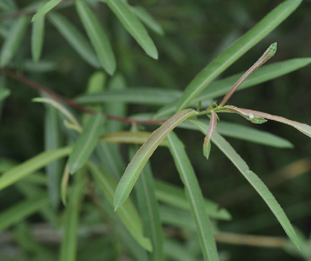  p>簸箕柳(学名: i>salix suchowensis /i> cheng)是杨柳科柳属的植物
