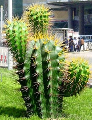 仙人掌目