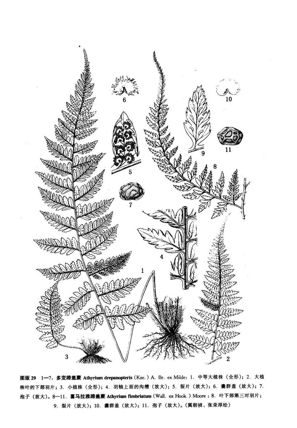 athyrium drepanopterum (kunze) a. braun ex milde