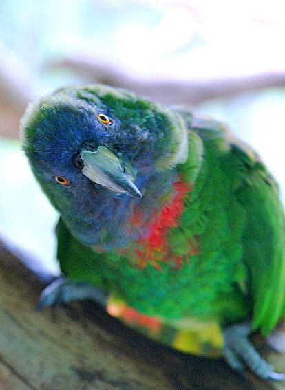  p>红颈亚马逊鹦鹉(学名:amazona arausiaca )是典型的 a target="