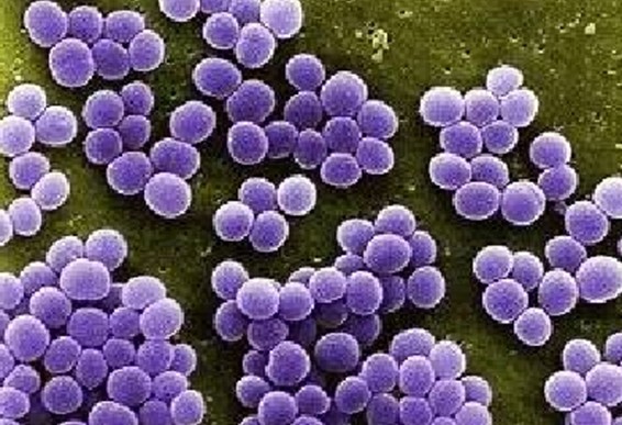  p>葡萄球菌属(staphylococcus)是一群 a target="_blank" href="