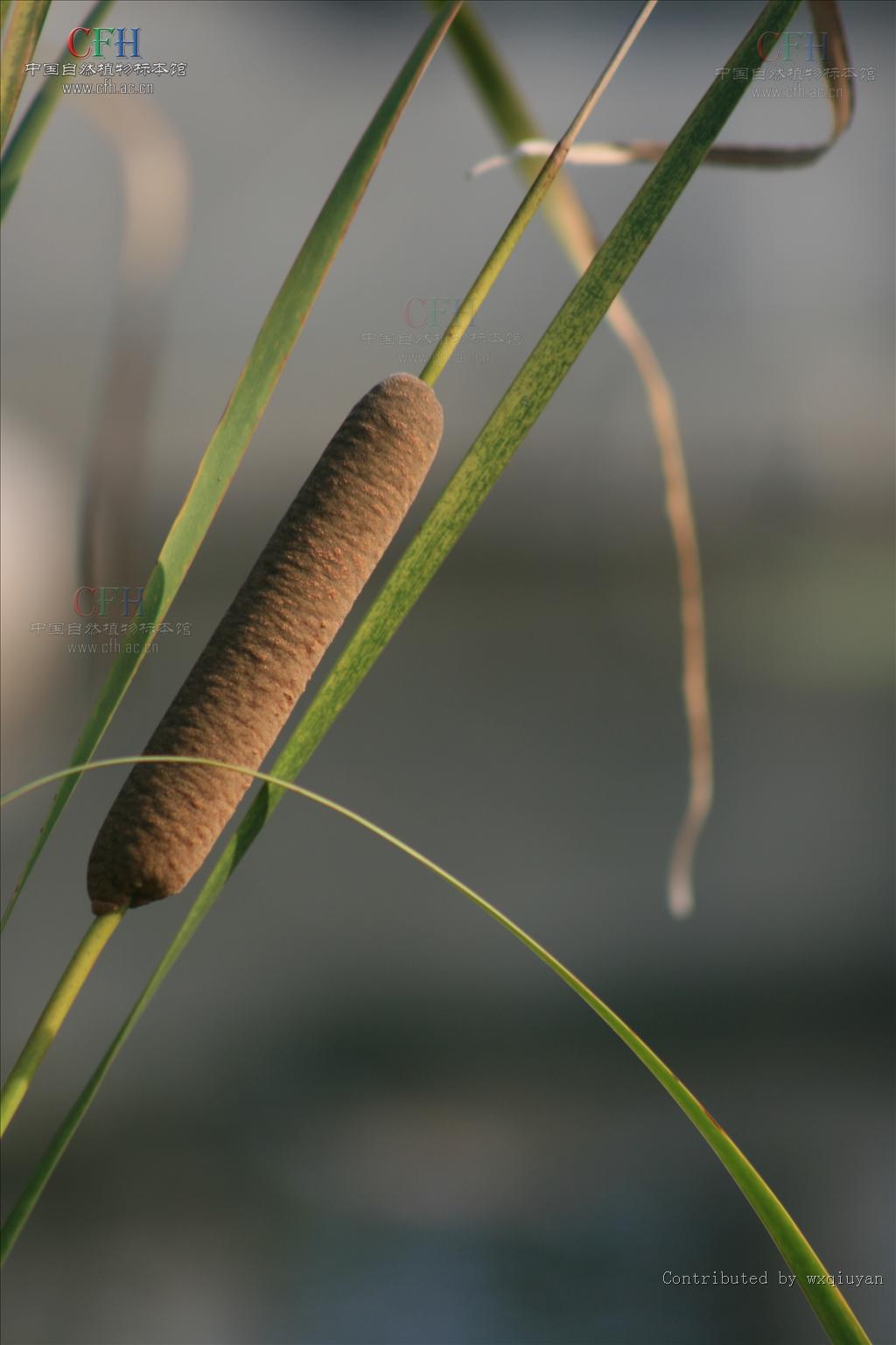  p>长苞香蒲(学名: i>typha /i>  i>domingensis /i> pers.