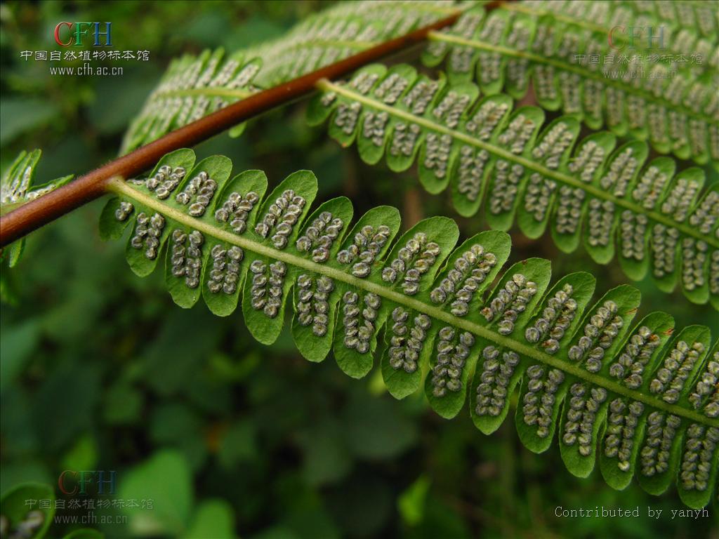  p>金星蕨科属于薄囊蕨纲植物. 陆生植物.