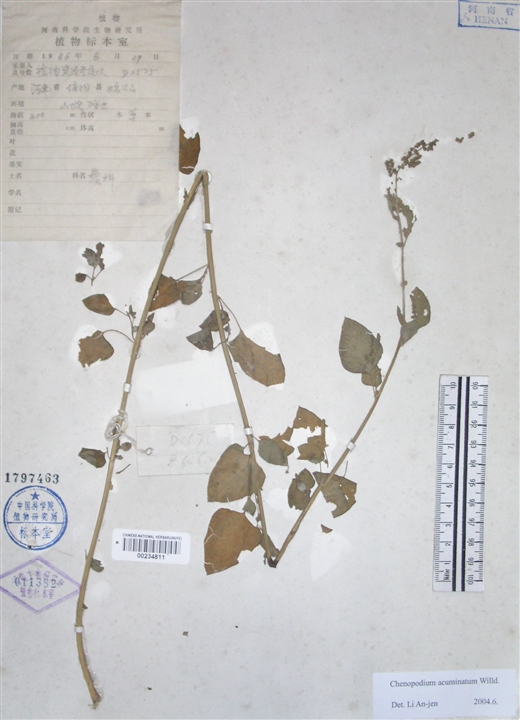 chenopodium acuminatum willd.