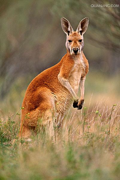  p>红袋鼠(学名: i>macropus rfus /i>)是袋鼠科,大袋鼠属动物.