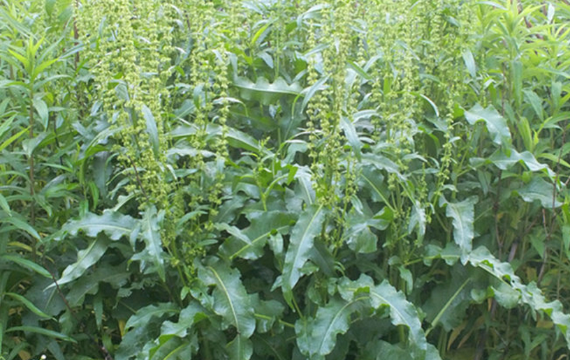  p>巴天酸模(学名: i>rumex patientia /i> l.