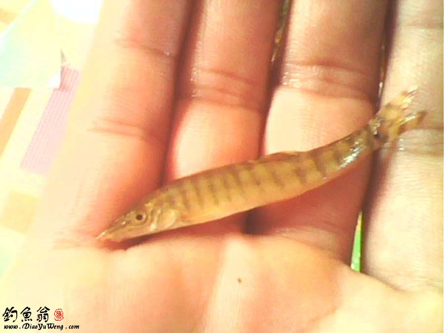  p>体长形,略圆,尾部侧扁.头长而尖.吻部甚长·尖端突出.