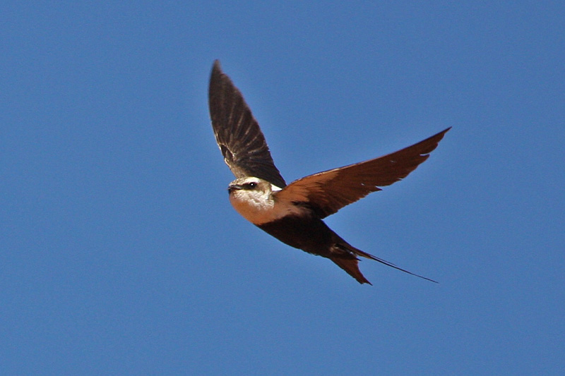 cheramoeca leucosternus